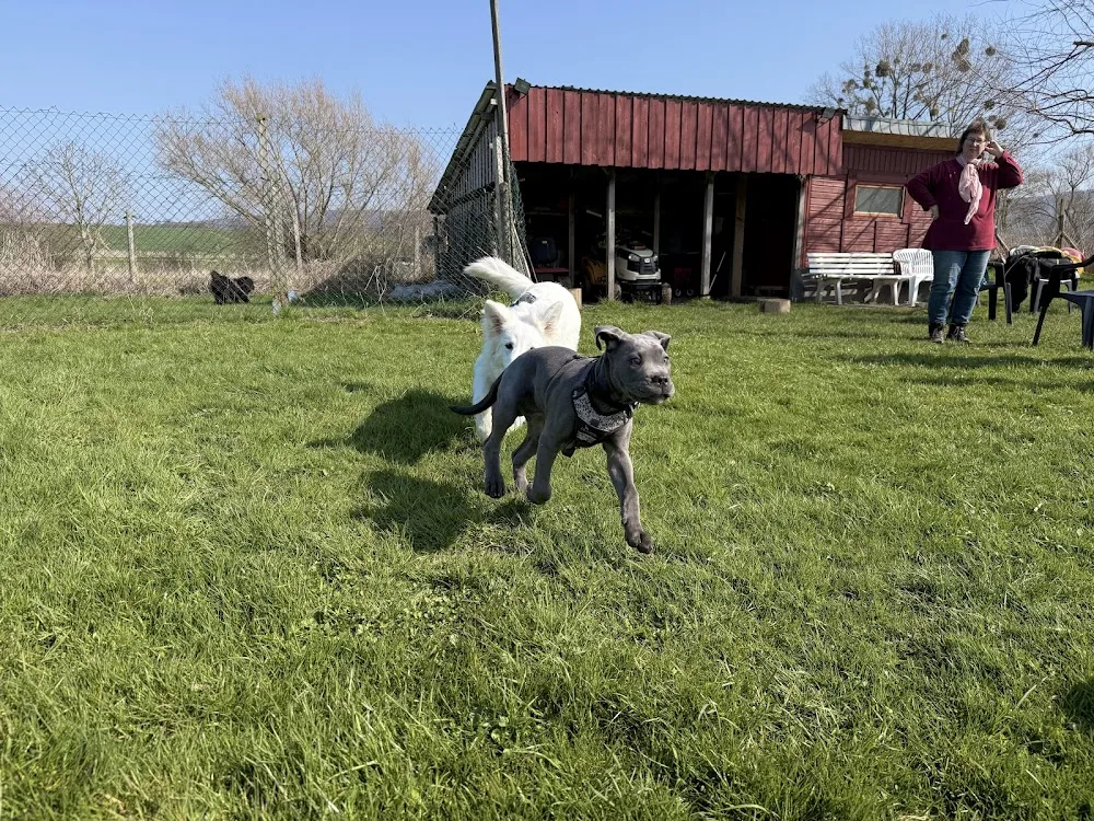 Hundeschule + Hundepension Birgit Albrecht - Gronau (Leine) pet otel görseli 3