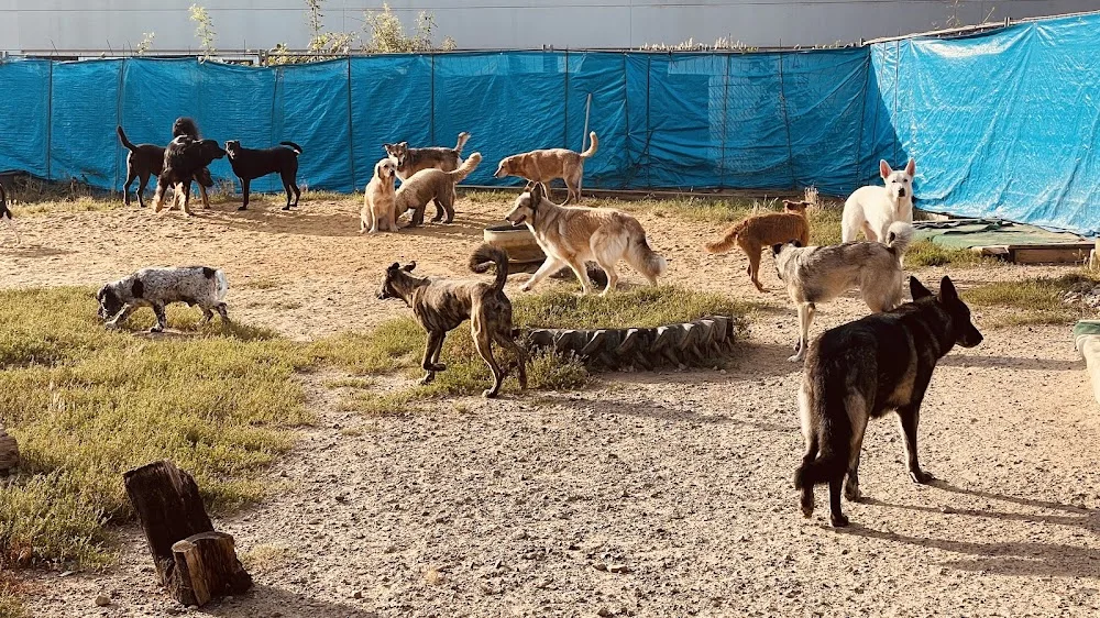 Hundetagesstätte (HuTa) Hannover - Laatzen - Gronau (Leine) pet otel görseli 6