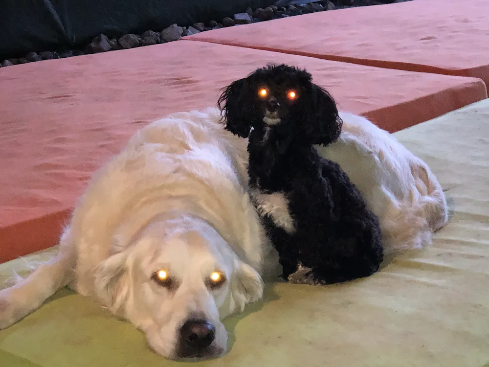 Hundetagesstätte (HuTa) Hannover - Laatzen - Gronau (Leine) pet otel görseli 7