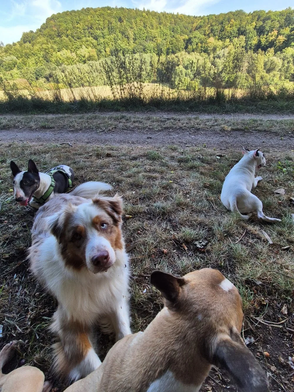 Lara Post - Hundetraining und Betreuung aus Leidenschaft - Gronau (Leine) pet otel görseli 2