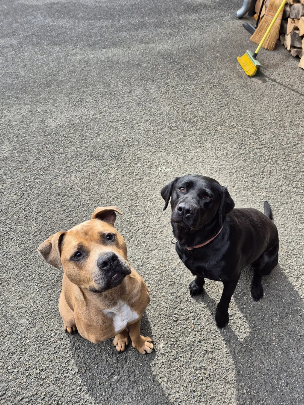 Lara Post - Hundetraining und Betreuung aus Leidenschaft - Gronau (Leine) pet otel görseli 3
