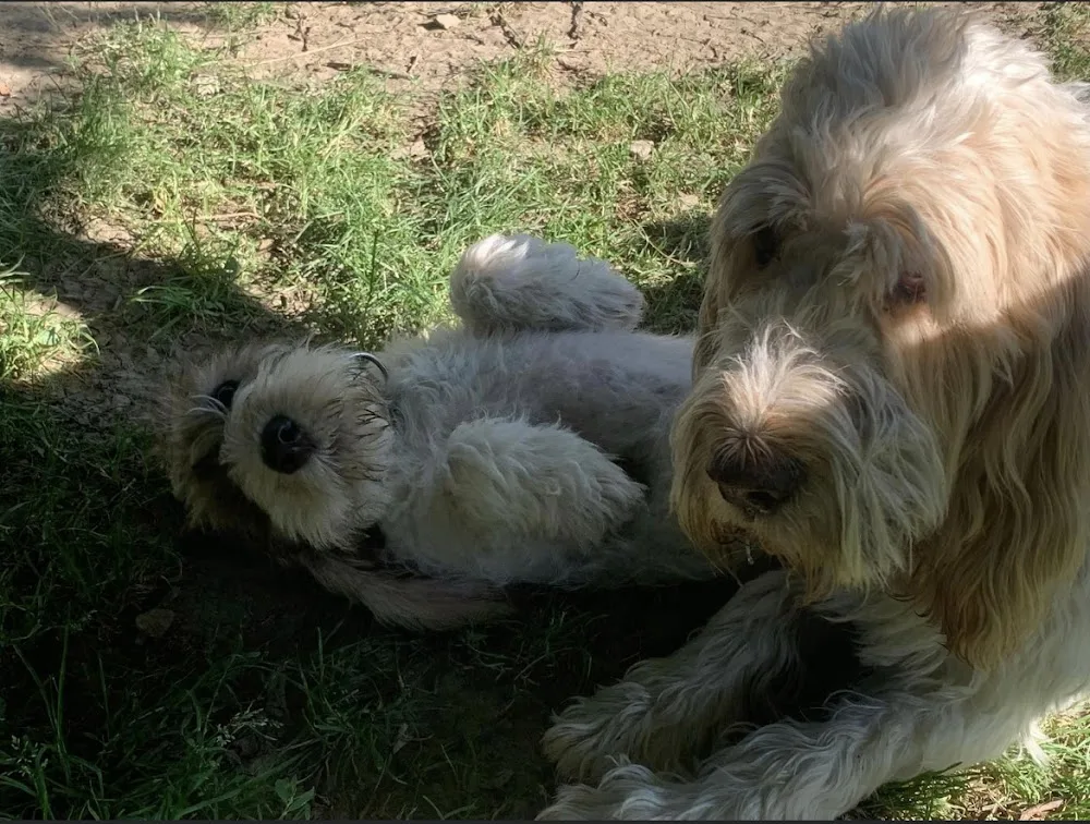 leinenlos Hundepension - Gronau (Leine) pet otel görseli 3