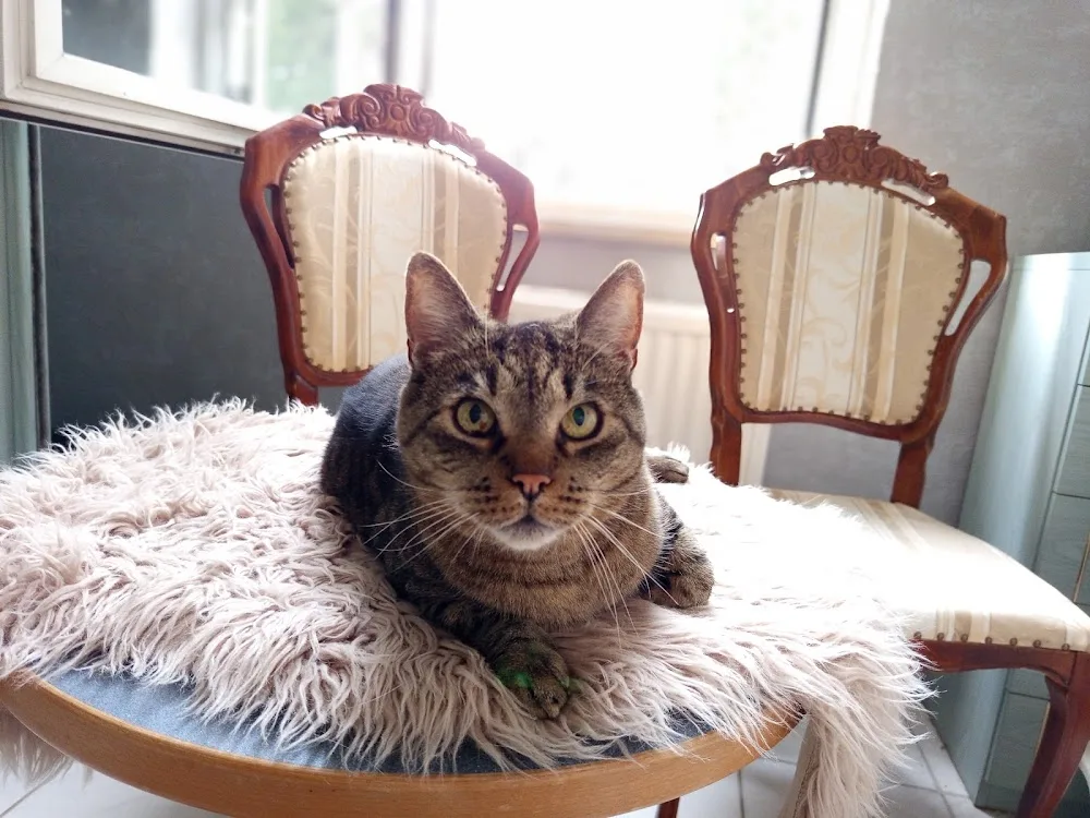 Pfötchenpension Bad Münder Katzenpension Tierbetreung Katzensitter Tiersitter - Gronau (Leine) pet otel görseli 3