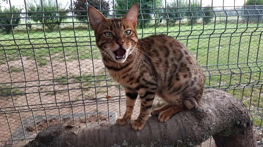 Tagesbetreuung für Hunde und Katzenpension - Gronau (Leine) pet otel görseli 7