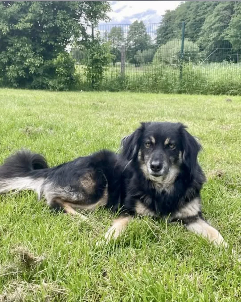 Tierbetreuung Auehof - Gronau (Leine) pet otel görseli 3