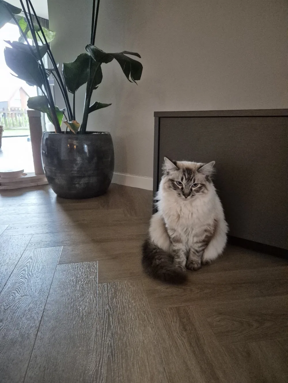 Cattery Purrvana - Groningen pet otel görseli 3