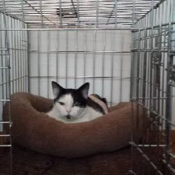 Dierenhotel Luctor et Emergo - Groningen pet otel görseli 5