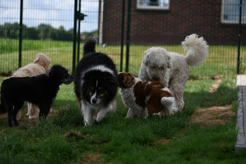 Dierenpension "De Fonzyhoeve" - Groningen pet otel görseli 3
