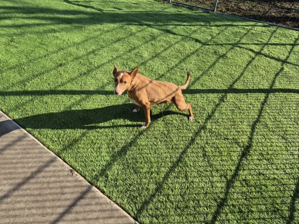 dierenpension de Walberg - Groningen pet otel görseli 3