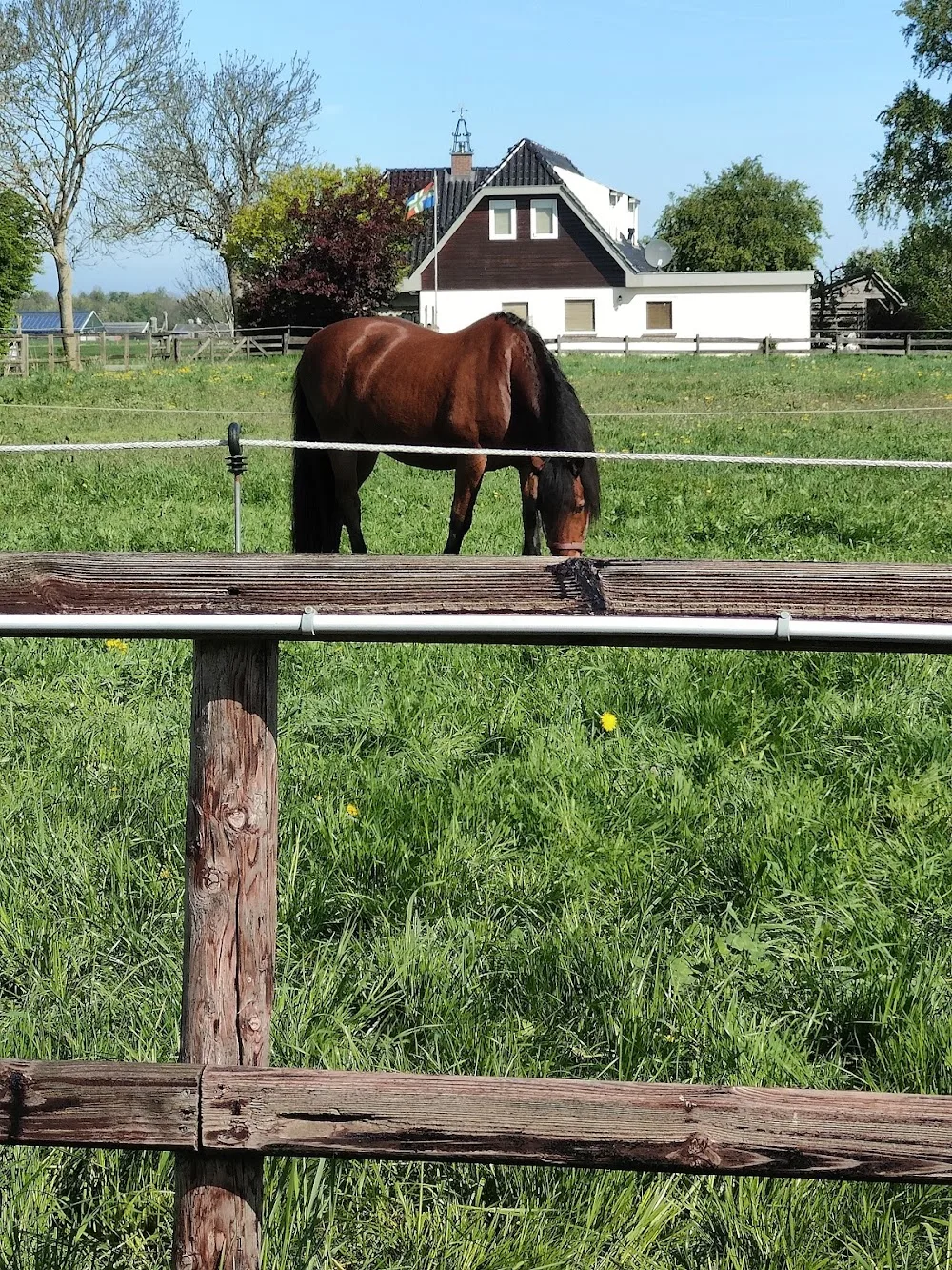 Dierenpension Ellerhuizen - Groningen pet otel görseli 3