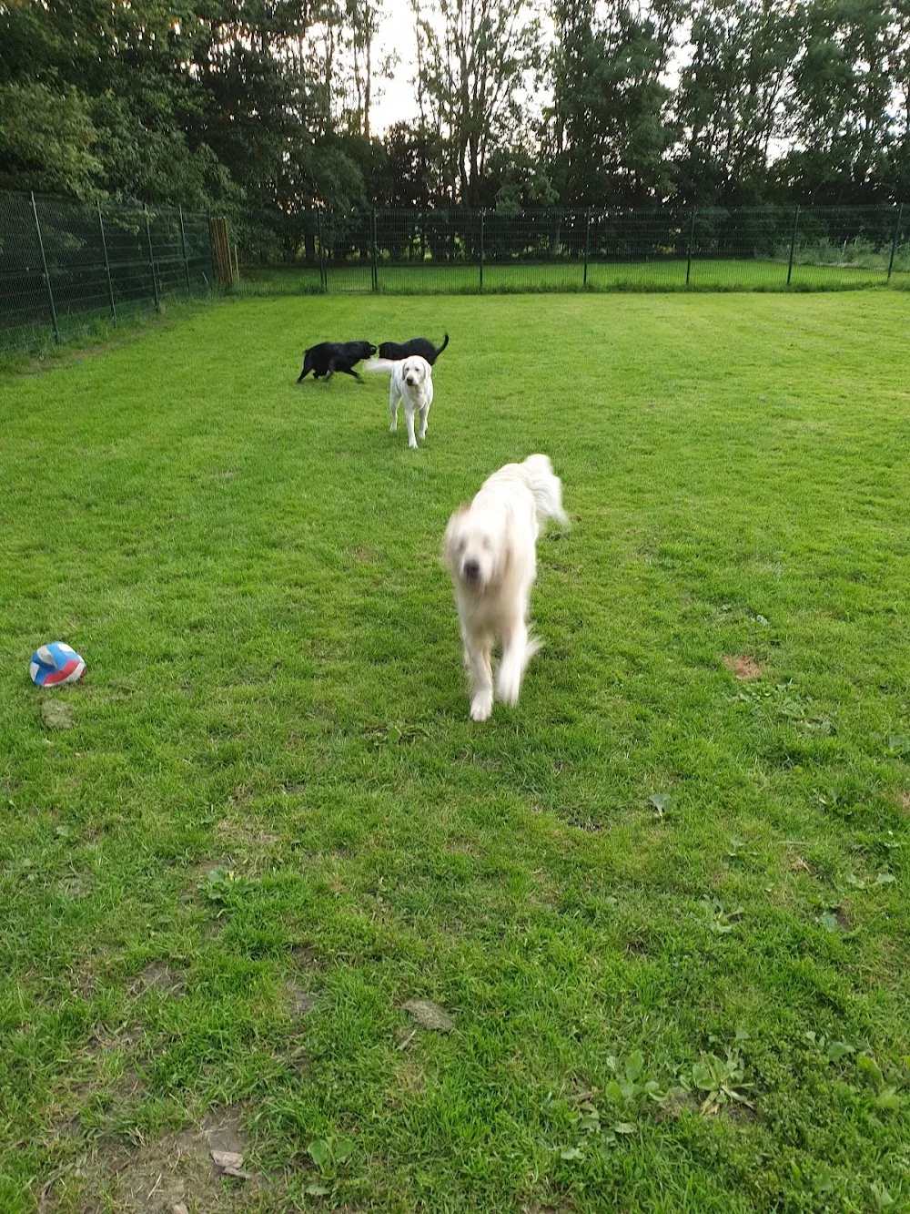 Dierenpension Prins - Groningen pet otel