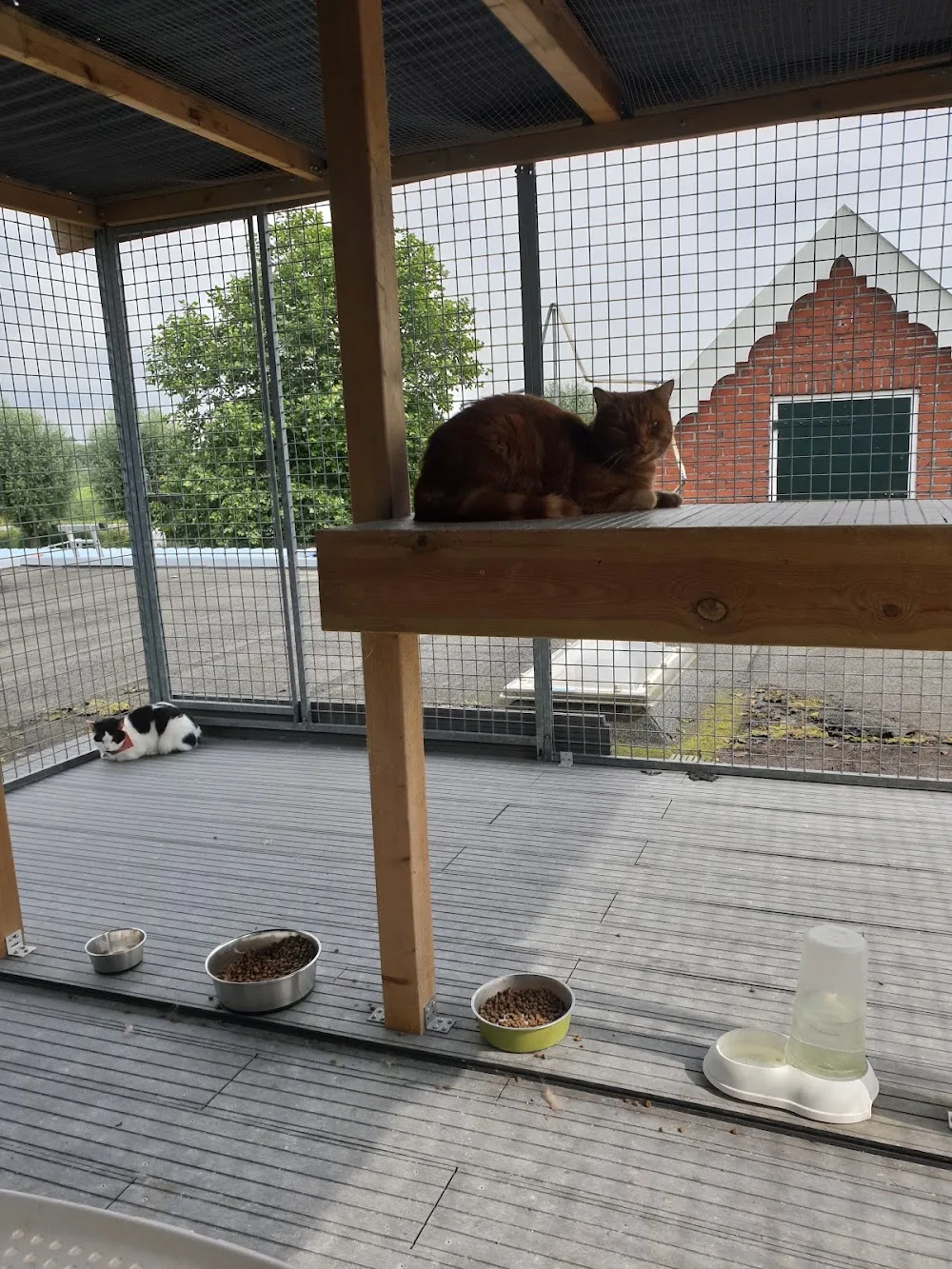 Dierenpension Prins - Groningen pet otel görseli 3