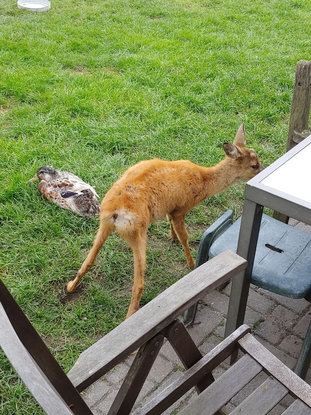 Fauna Visie - Groningen pet otel
