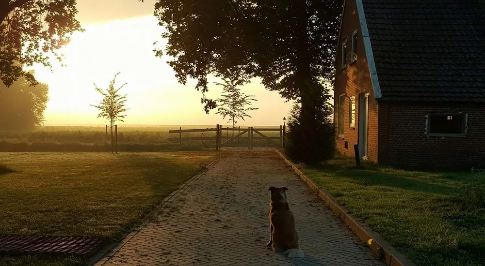 Hondenhotel Faunatuurlijk - Vakantiepark voor Honden & Hondenwelzijnscentrum - Groningen pet otel