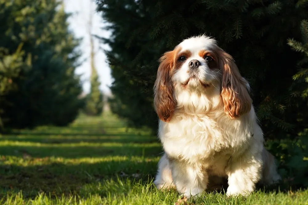 Hondenhotel Faunatuurlijk - Vakantiepark voor Honden & Hondenwelzijnscentrum - Groningen pet otel görseli 3