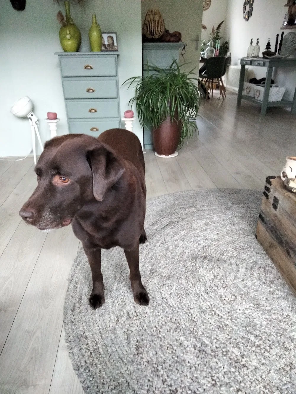 Hondenoppas Winsum - Groningen pet otel görseli 3