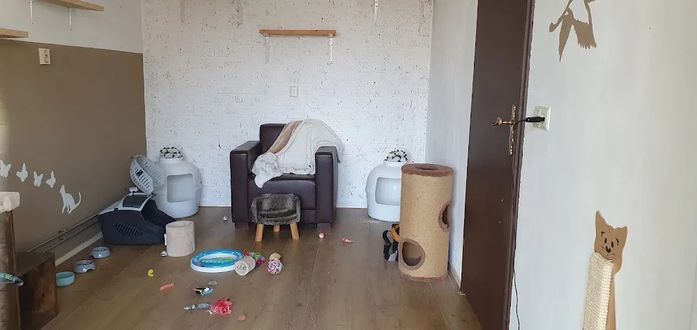Kattenhotel Ooijevaar - Groningen pet otel görseli 3