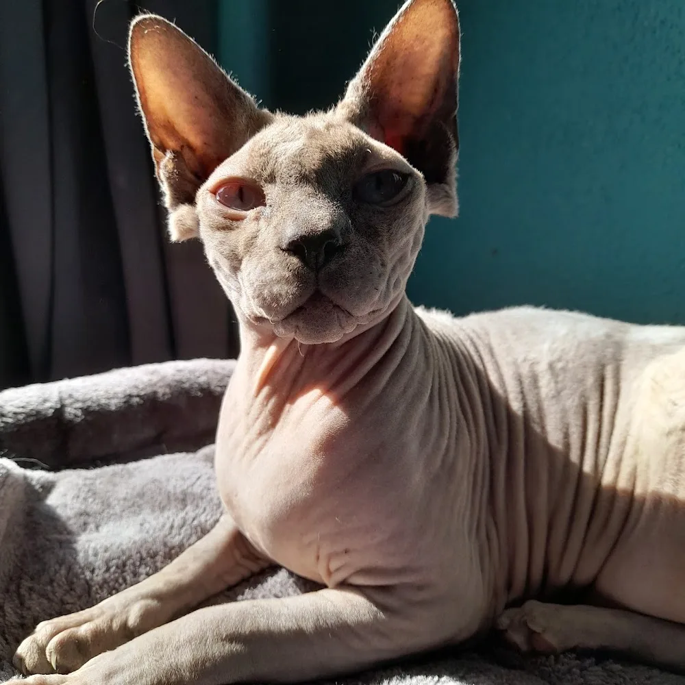 Kattenhotel t steegje - Groningen pet otel görseli 2