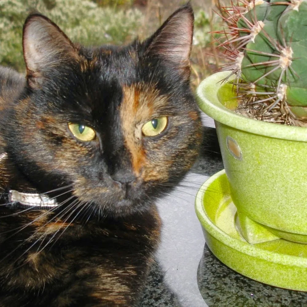 Kattenhotel t steegje - Groningen pet otel görseli 4