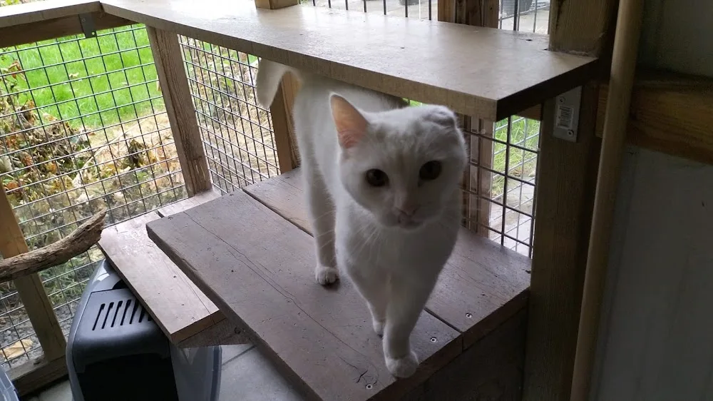Kattenpension Othelius - Groningen pet otel görseli 3