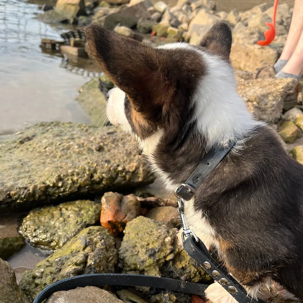 Welsh Corgi Cardigan kennel Grande Sogno - Groningen pet otel görseli 3