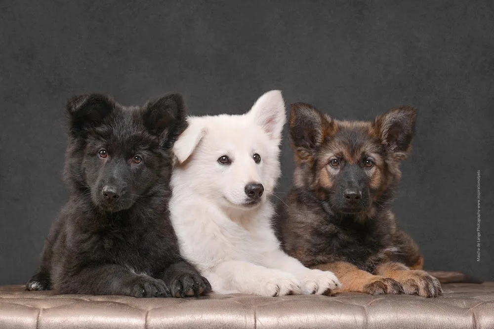Zwitserse Witte en Oudduitse Herder Kennel de la Prolingea - Groningen pet otel görseli 2