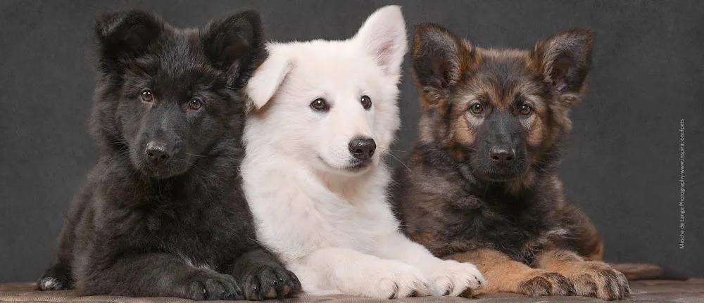 Zwitserse Witte en Oudduitse Herder Kennel de la Prolingea - Groningen pet otel görseli 3