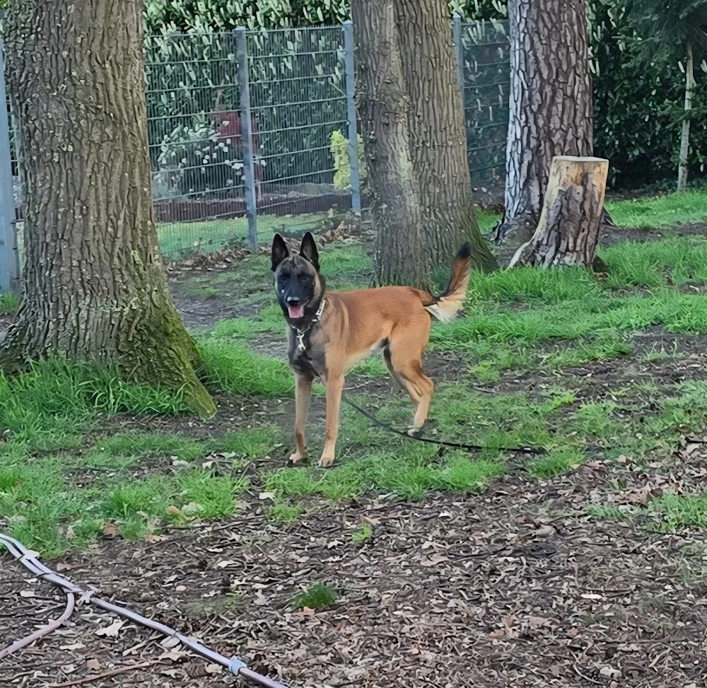 Hundepension Buscher - Großenkneten pet otel
