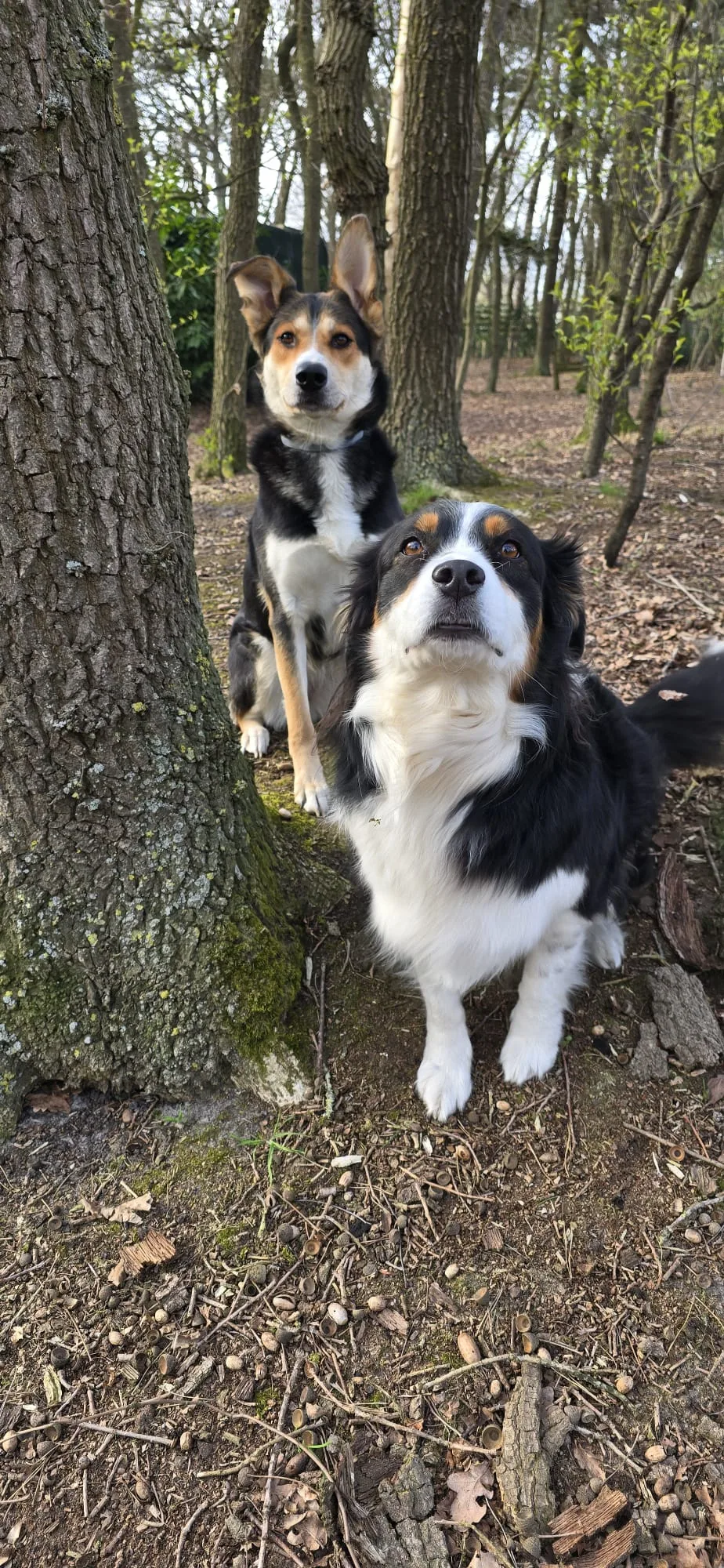Hundepension Buscher - Großenkneten pet otel görseli 3