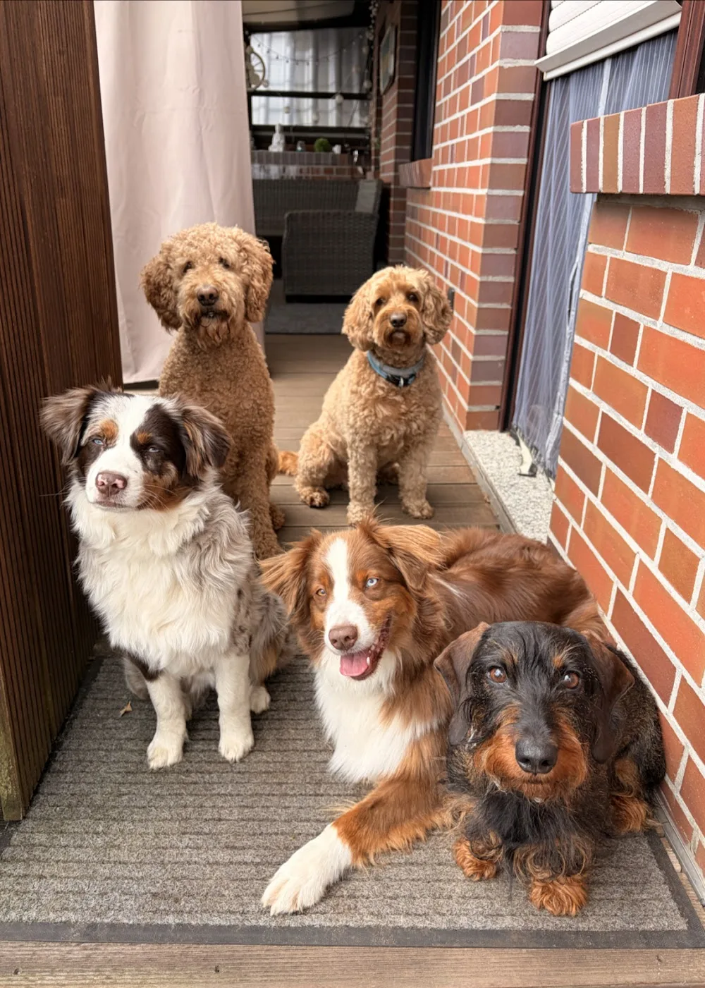 Pfotenverliebt – Hundebetreuung - Großenkneten pet otel