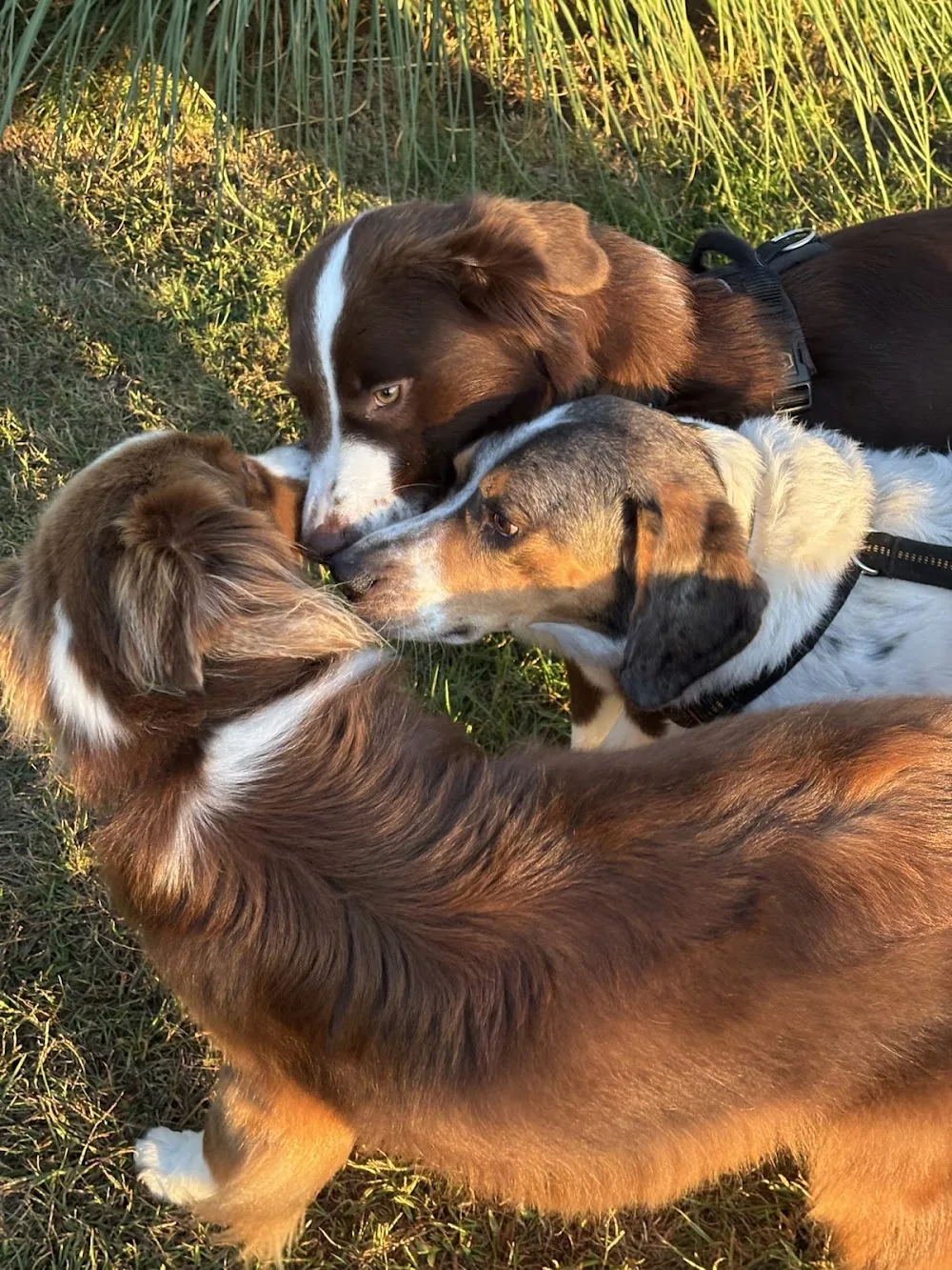 Pfotenverliebt – Hundebetreuung - Großenkneten pet otel görseli 3