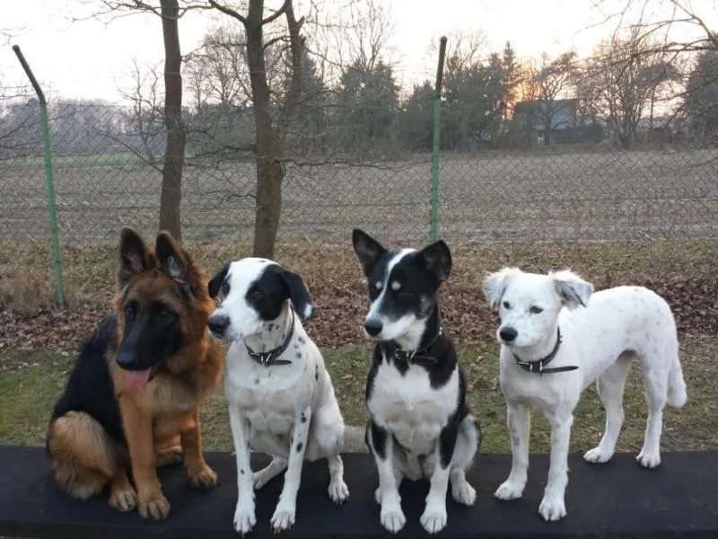 Tierpension und Waisenstation mit Herz - Pension für Hunde und Katzen - Großenkneten pet otel