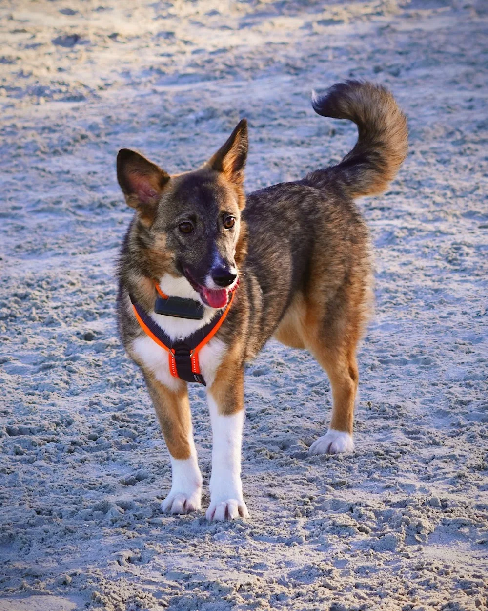 Tierpension und Waisenstation mit Herz - Pension für Hunde und Katzen - Großenkneten pet otel görseli 3