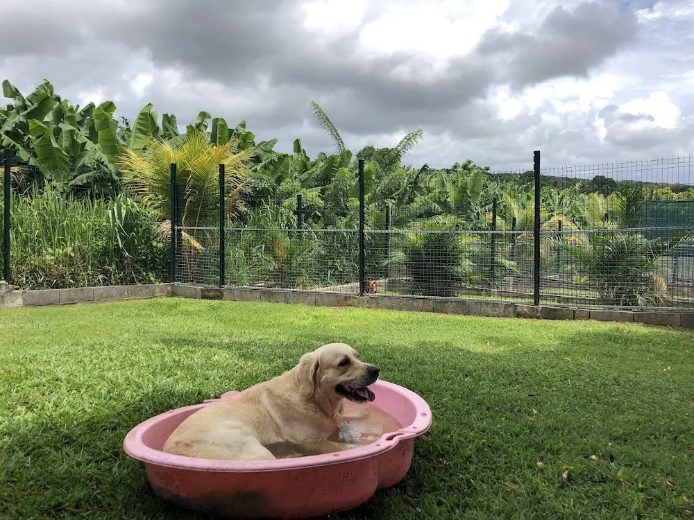 Domaine d’Eiko - Guadeloupe pet otel görseli 3