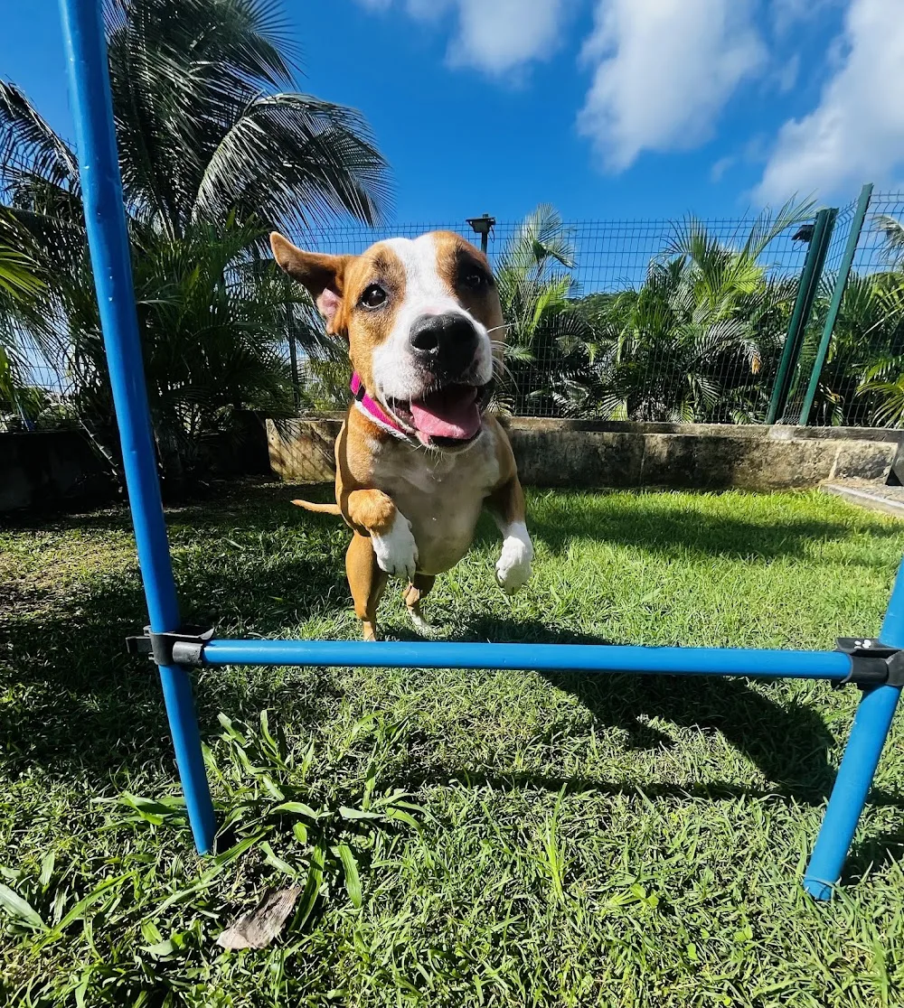 La Savane - hébergement canin & félin - Guadeloupe pet otel
