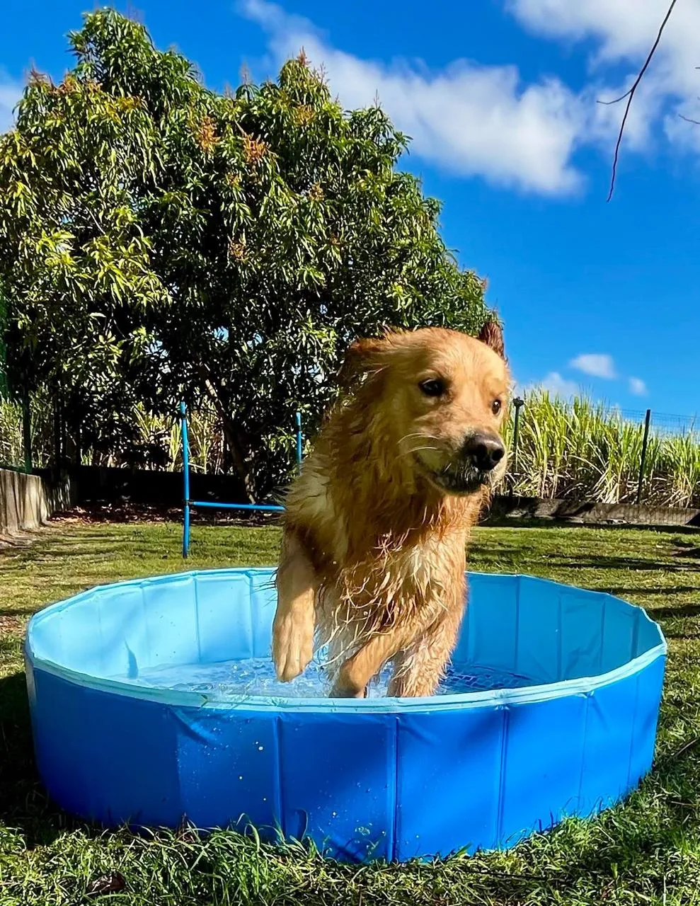 La Savane - hébergement canin & félin - Guadeloupe pet otel görseli 3