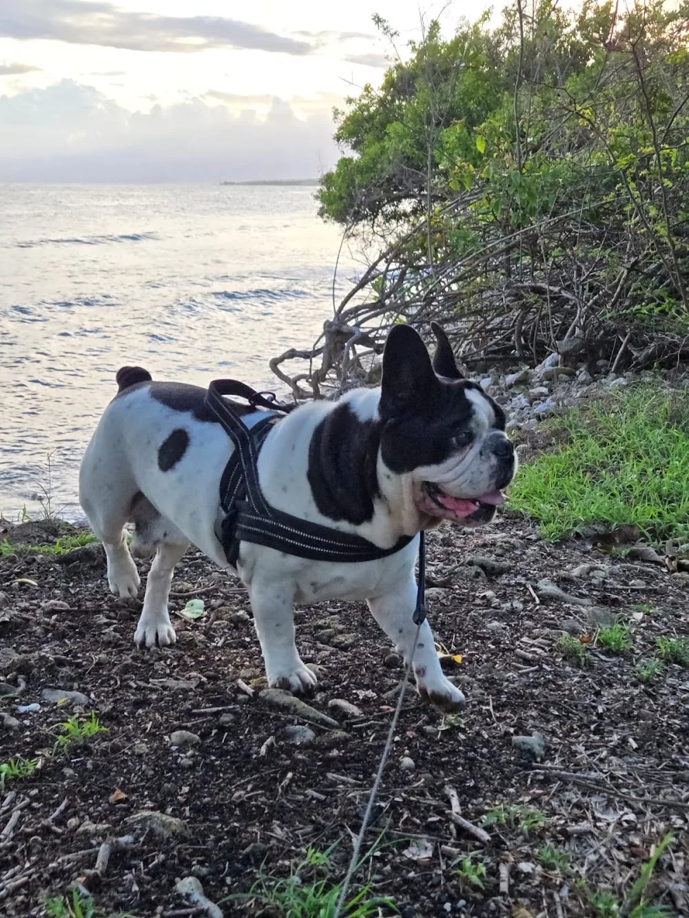 Pension canine Happy Dog - Guadeloupe pet otel