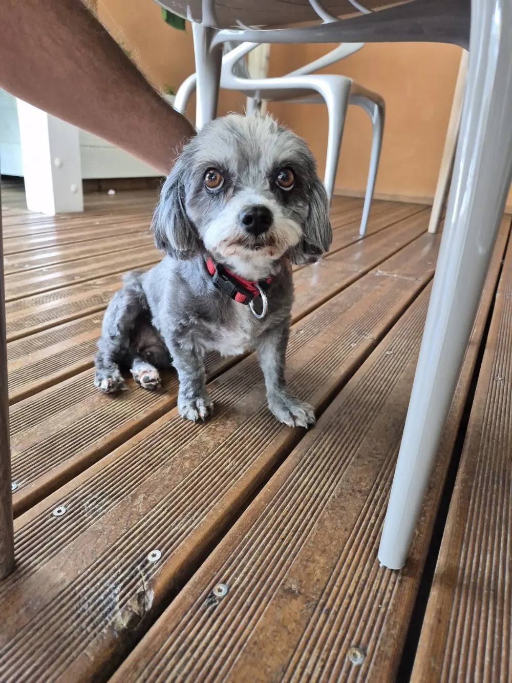 Pension canine Happy Dog - Guadeloupe pet otel görseli 3
