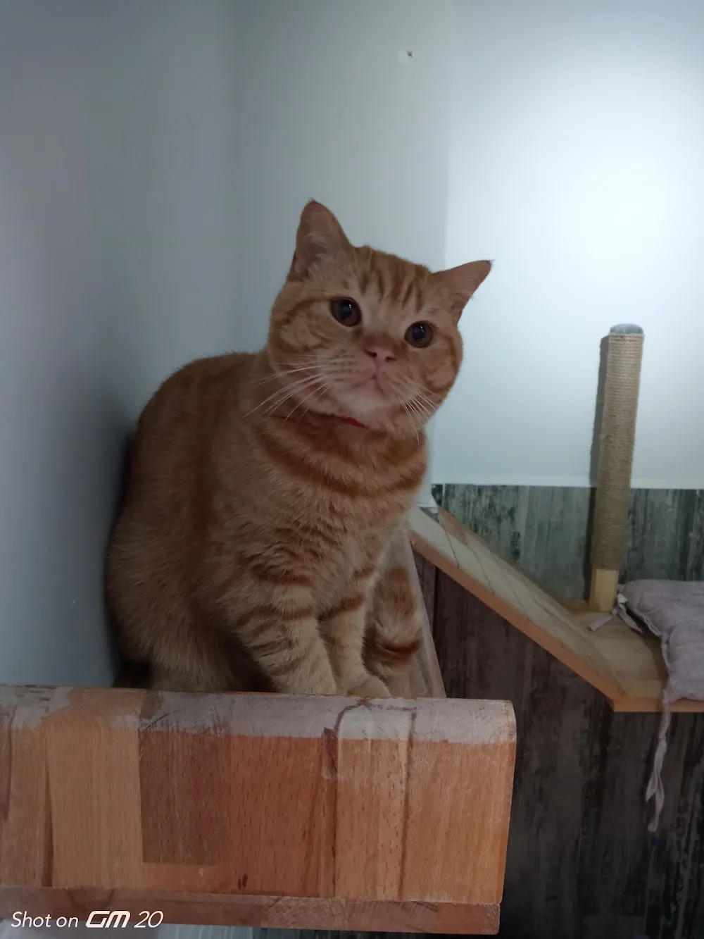 Gülümse Kedi Oteli - Eskişehir pet otel görseli 2
