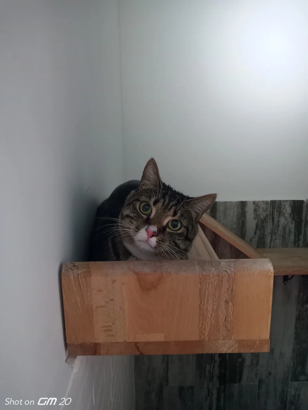 Gülümse Kedi Oteli - Eskişehir pet otel görseli 3
