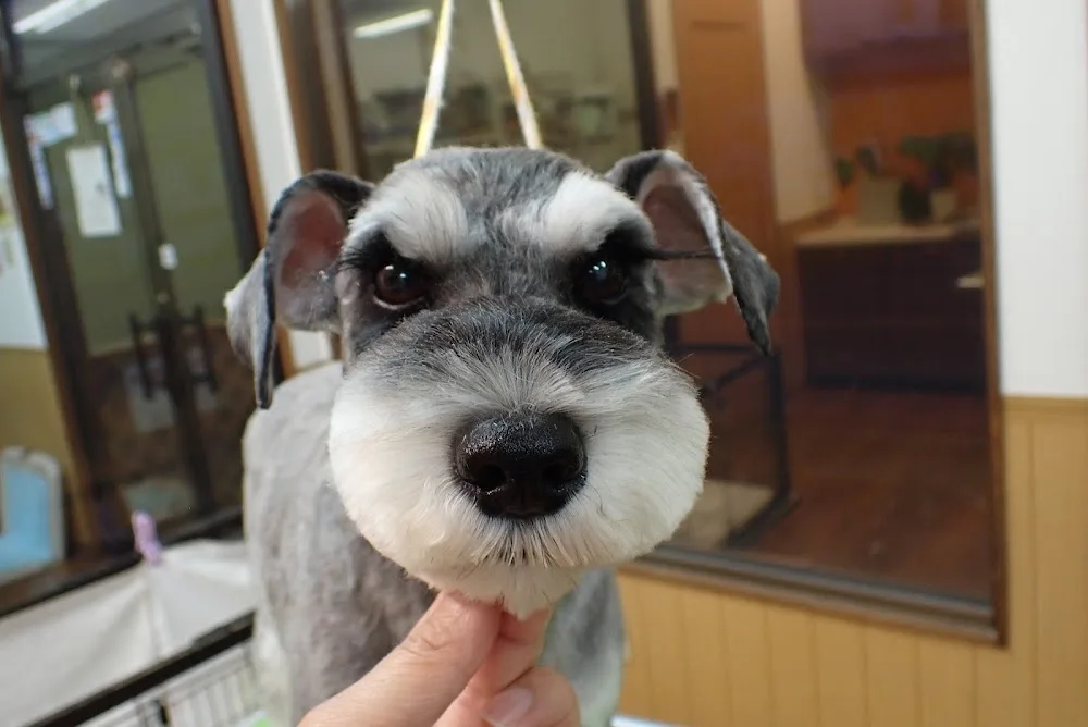 Dog Grooming & Hotel MANDI - Gunma pet otel