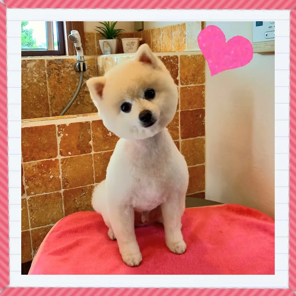 Dog Villa 北原 - Gunma pet otel