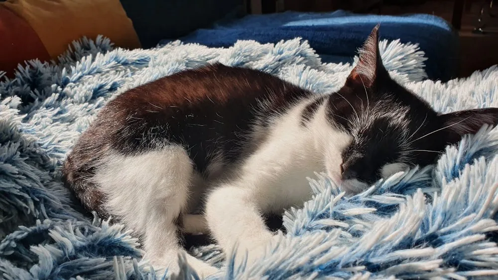 Ansbacher Katzenpension - Catsitting Ansbach - Gutenstetten pet otel