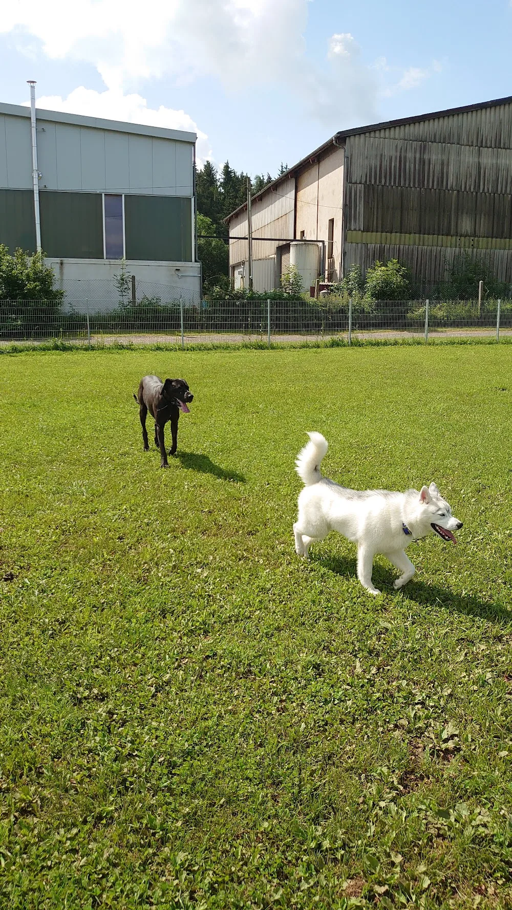 Bayerische Hundeschule Tierpension Somann - Gutenstetten pet otel görseli 3