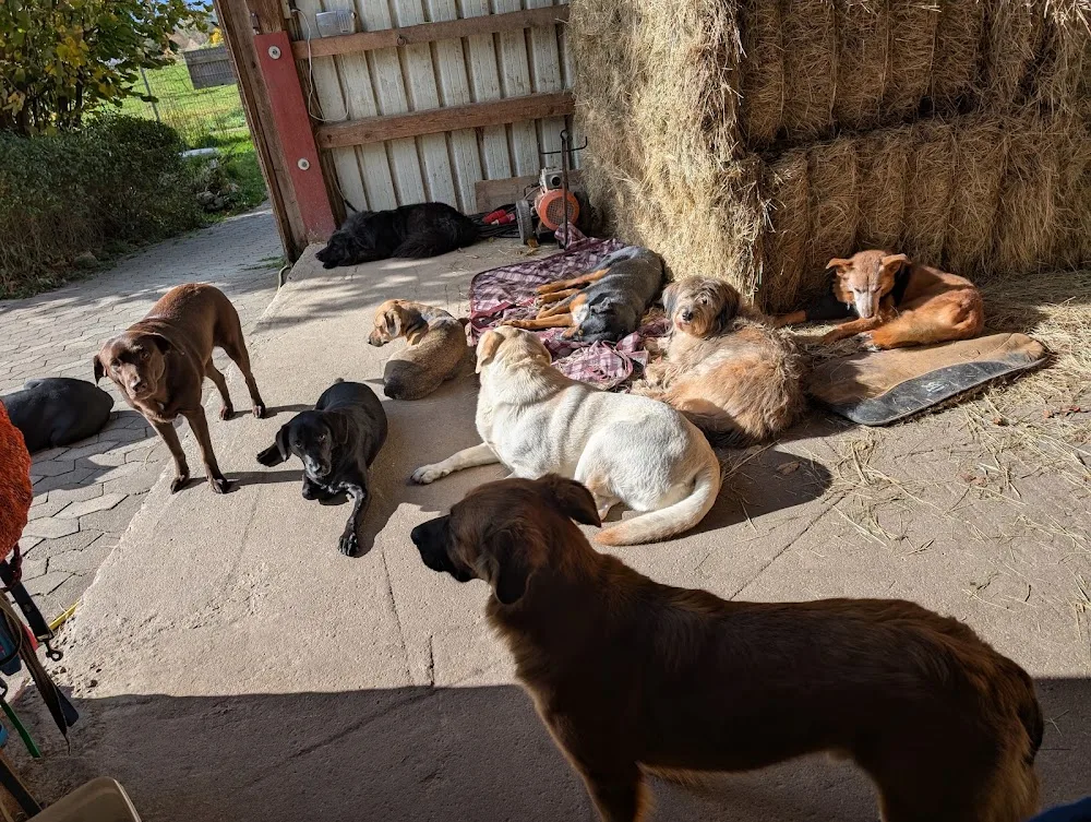 Chrissis Hundepension "wo Hunde Urlaub machen" - Gutenstetten pet otel görseli 2