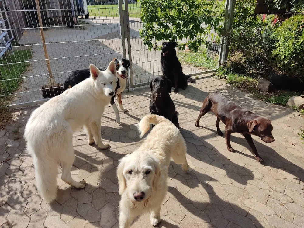 Chrissis Hundepension "wo Hunde Urlaub machen" - Gutenstetten pet otel görseli 3