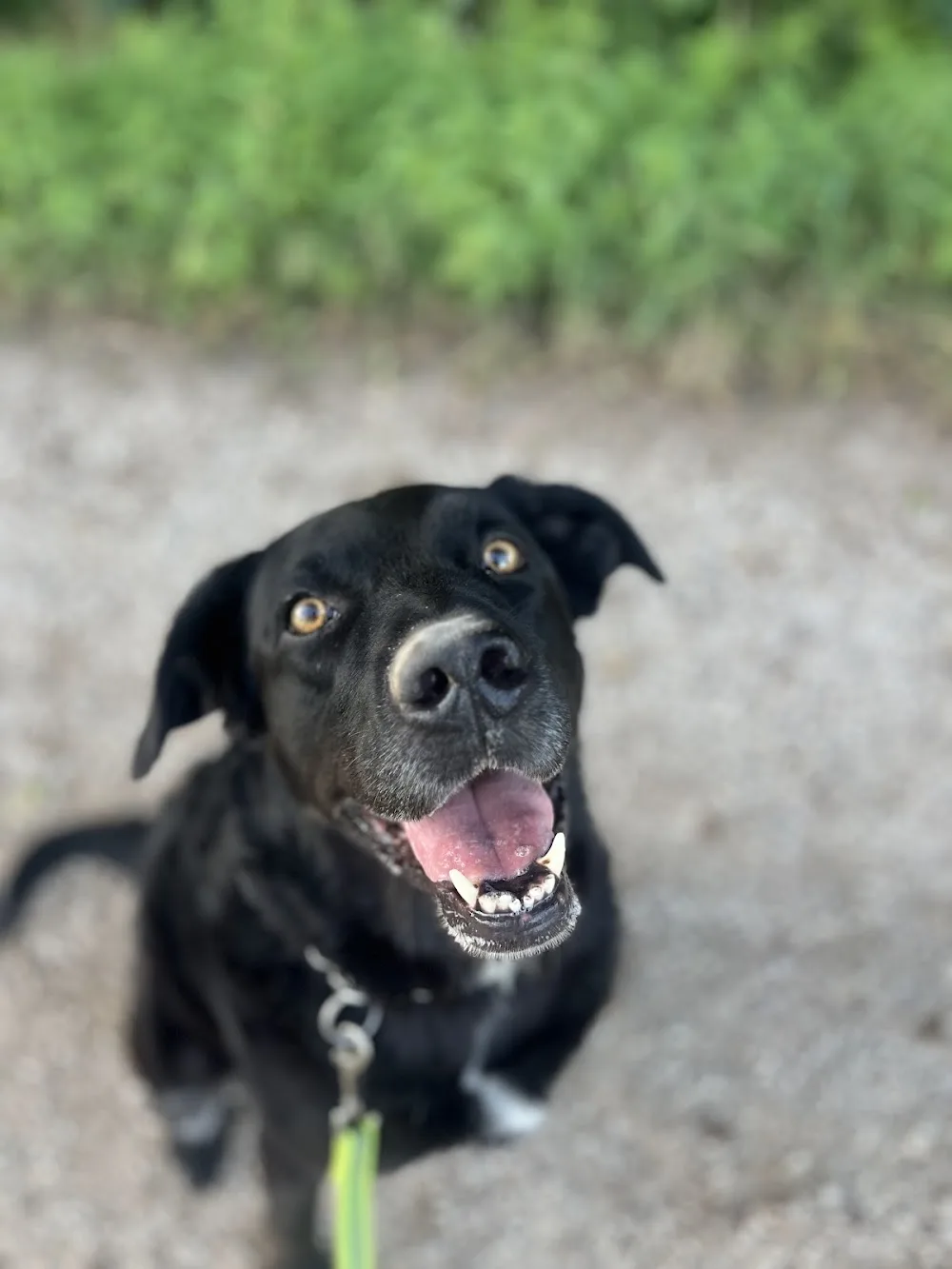 Hundepension Botz - Gutenstetten pet otel görseli 3