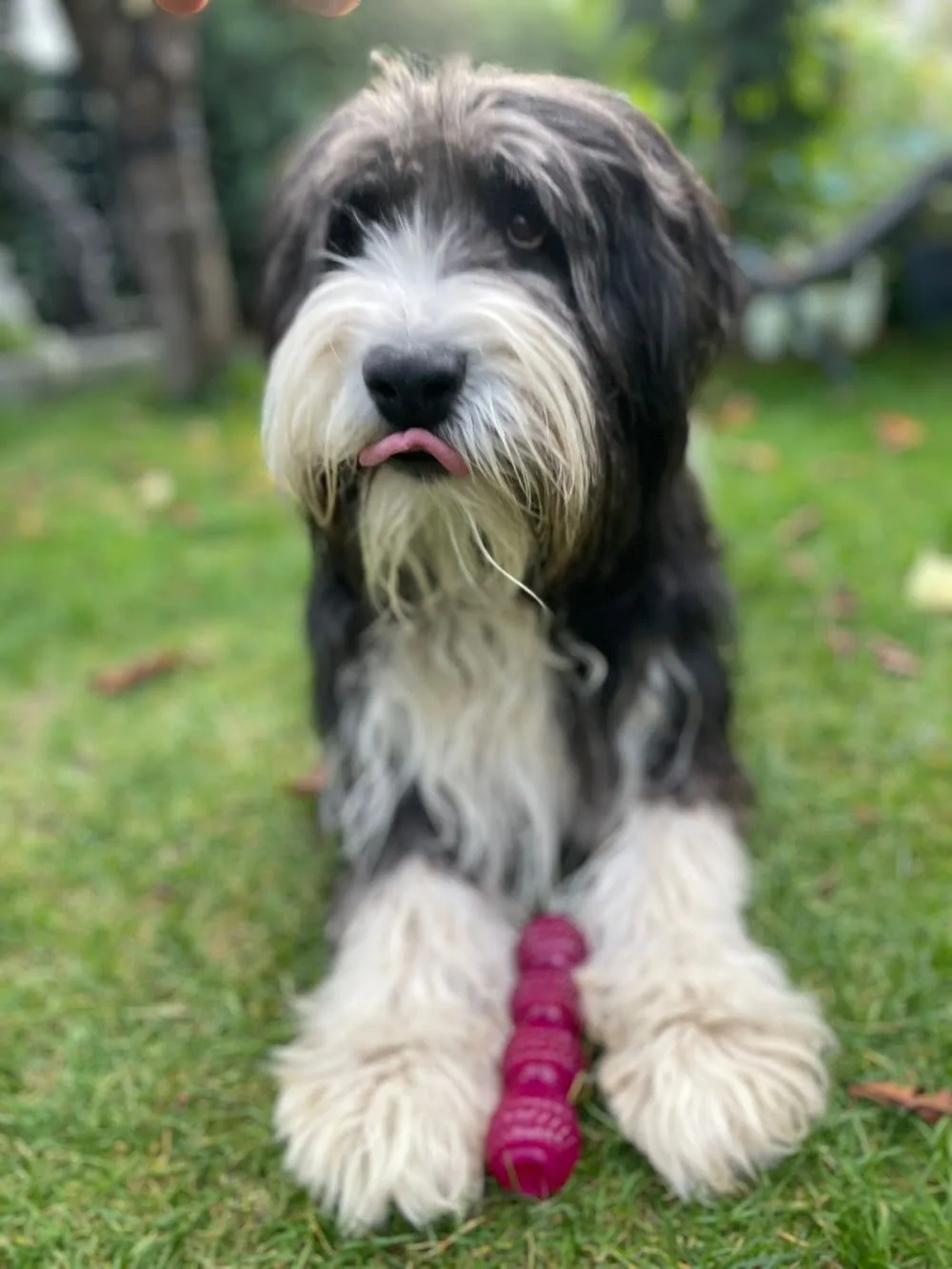 Hundepension El Bonito - Gutenstetten pet otel görseli 3