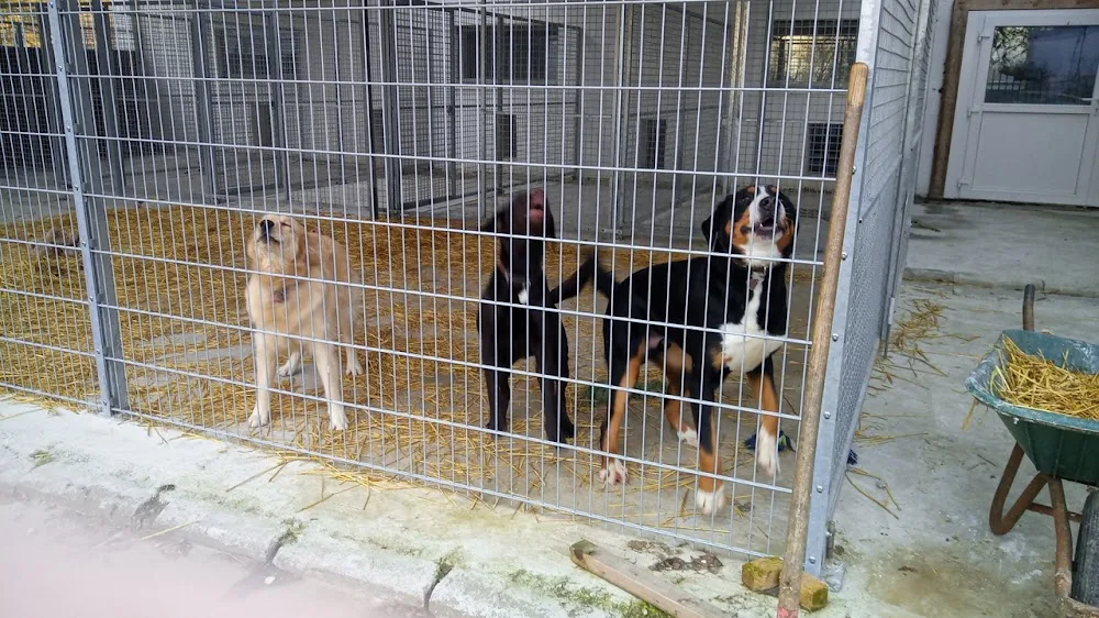 Hundepension Häcker - Gutenstetten pet otel görseli 2