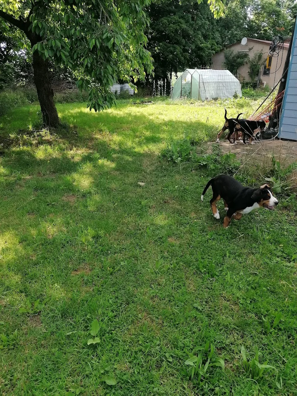 Hundepension Häcker - Gutenstetten pet otel görseli 3